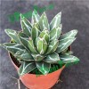 Small Indoor Bonsai Home Decor Plants Wholesale Agave Victoriae-Reginae