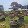 Hot Sale Live Plants Wholesale Loropetalum Chinense Decorative Bonsai