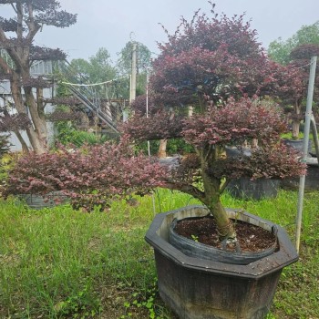 Hot Sale Live Plants Wholesale Loropetalum Chinense Decorative Bonsai