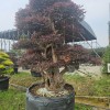Hot Sale Live Plants Wholesale Loropetalum Chinense Decorative Bonsai