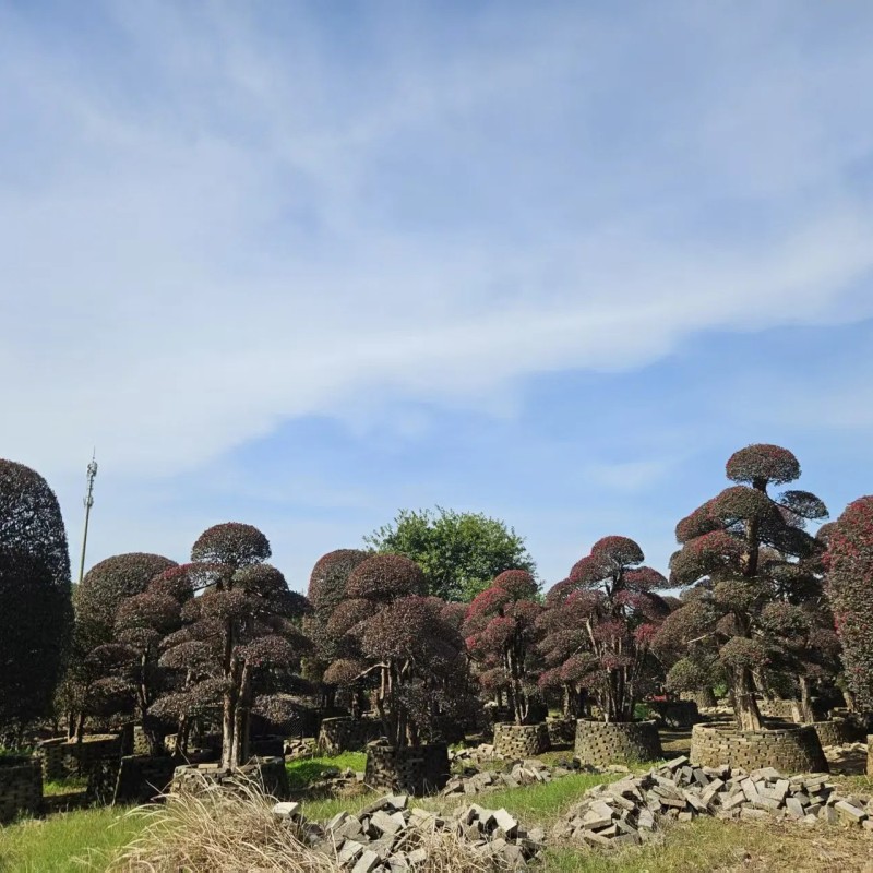 Hot Sale Live Plants Wholesale Loropetalum Chinense Decorative Bonsai