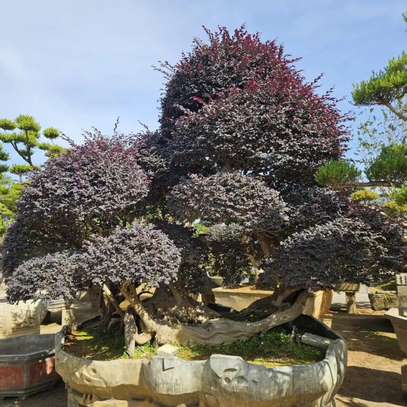 Hot Sale Live Plants Wholesale Loropetalum Chinense Decorative Bonsai