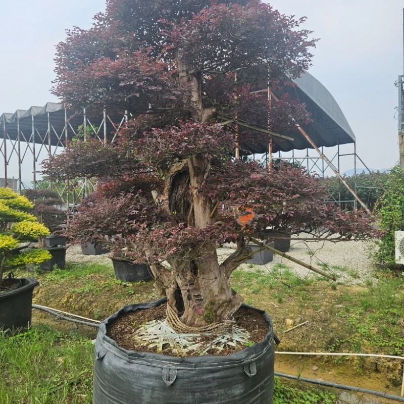 Hot Sale Live Plants Wholesale Loropetalum Chinense Decorative Bonsai