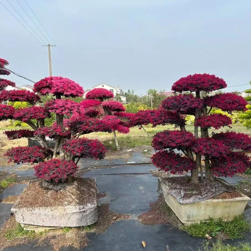 Hot Sale Live Plants Wholesale Loropetalum Chinense Decorative Bonsai