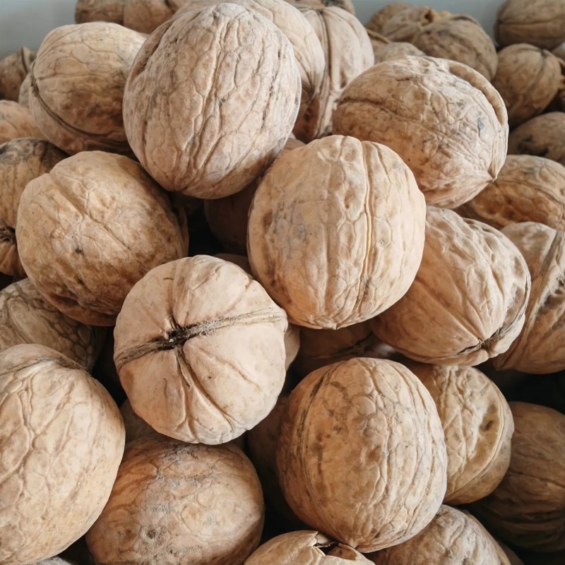 Green Cultivation Regular Shape Plump Kernel Xinjiang 185 Walnut