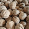 Green Cultivation Regular Shape Plump Kernel Xinjiang 185 Walnut