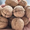 Green Cultivation Regular Shape Plump Kernel Xinjiang 185 Walnut