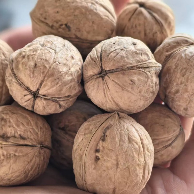 Green Cultivation Regular Shape Plump Kernel Xinjiang 185 Walnut