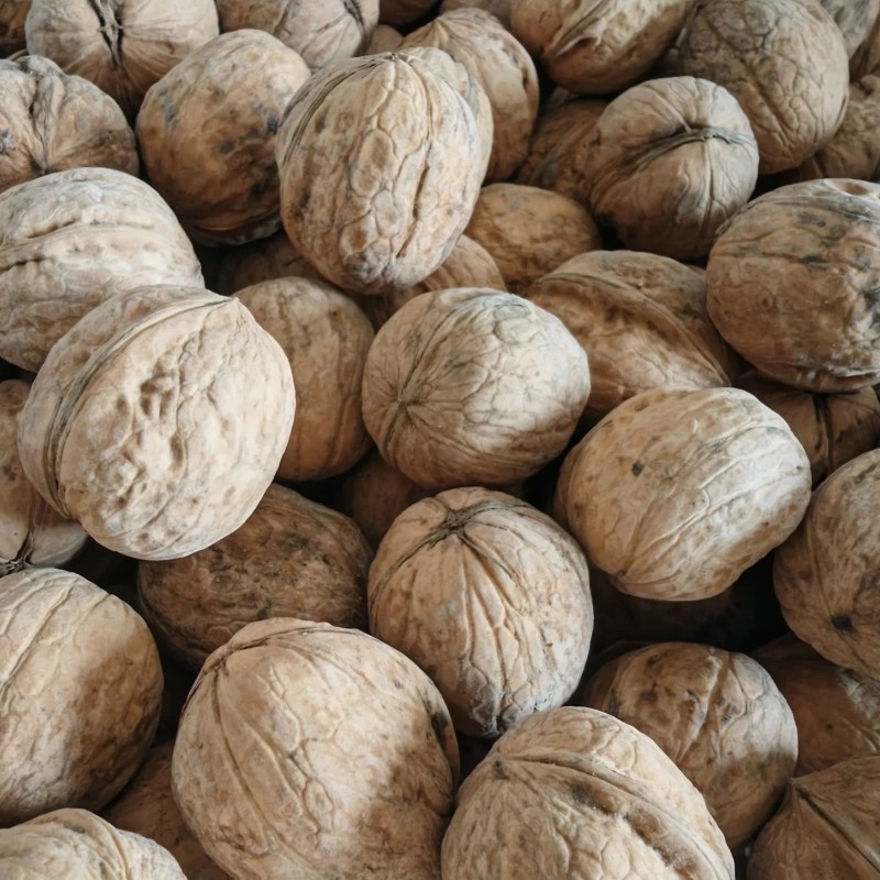 Green Cultivation Regular Shape Plump Kernel Xinjiang 185 Walnut
