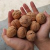 Green Cultivation Regular Shape Plump Kernel Xinjiang 185 Walnut