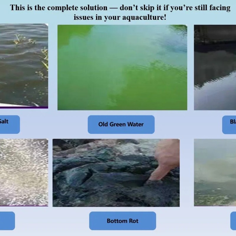 Potassium Monopersulfate Composite Salt Kmps Pmps Poultry Chicken Pig Farm Disinfectant for Water Sanitation