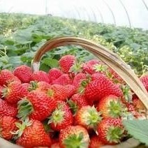 Freeze Dried Sweetened Fd Strawberry Flakes