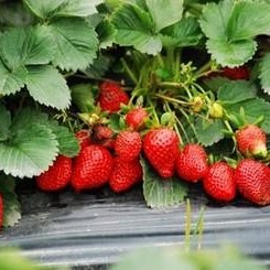 Freeze Dried Sweetened Fd Strawberry Flakes