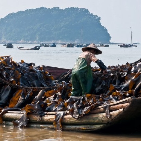Natural Dried Seaweed Brown Algae Sea Kelp for Body Treatment