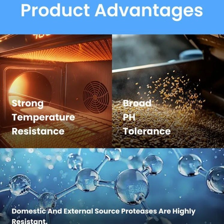 Poultry Feed Grade Enzyme, Compound Protease, Acid Protease/Neutral Protease, Alkaline Protease, Price Protease for Feed Mills, Enzyme Solution for Better Fcr