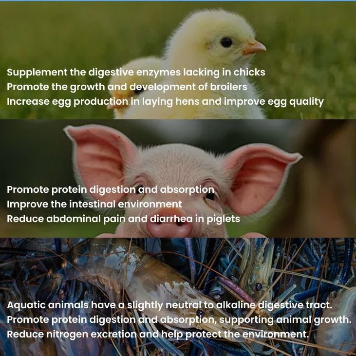 Poultry Feed Grade Enzyme, Compound Protease, Acid Protease/Neutral Protease, Alkaline Protease, Price Protease for Feed Mills, Enzyme Solution for Better Fcr