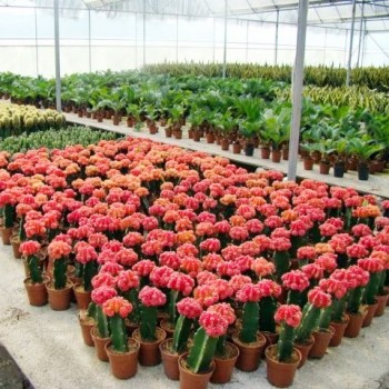 Grafted Gymnocalycium Mihanovichii Moon Cactus Live Plant Flowers Decoration Live Plants Cactus Tissue Culture