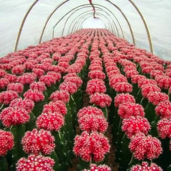 Grafted Gymnocalycium Mihanovichii Moon Cactus Live Plant Flowers Decoration Live Plants Cactus Tissue Culture