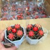 Grafted Gymnocalycium Mihanovichii Moon Cactus Live Plant Flowers Decoration Live Plants Cactus Tissue Culture
