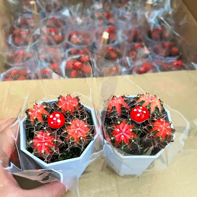 Grafted Gymnocalycium Mihanovichii Moon Cactus Live Plant Flowers Decoration Live Plants Cactus Tissue Culture