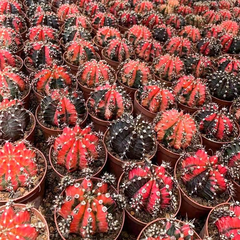 Grafted Gymnocalycium Mihanovichii Moon Cactus Live Plant Flowers Decoration Live Plants Cactus Tissue Culture