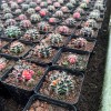 Grafted Gymnocalycium Mihanovichii Moon Cactus Live Plant Flowers Decoration Live Plants Cactus Tissue Culture