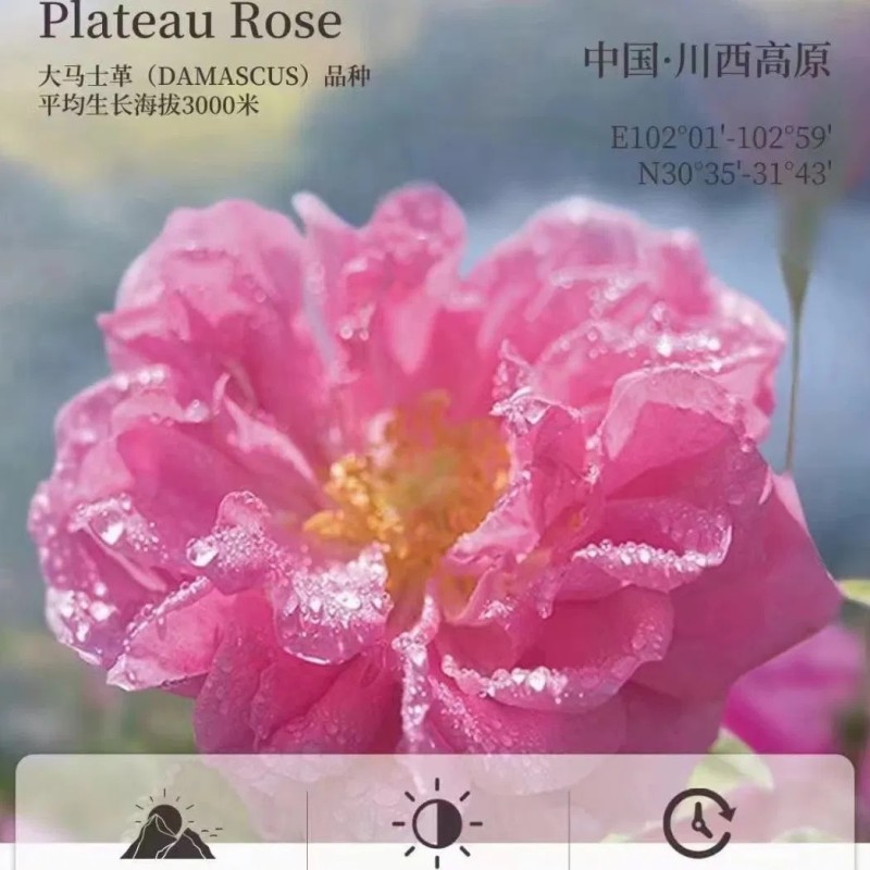 Wholesale High Mountain Scented Tea Damask Roses Tea