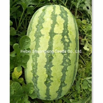 Hot Sale Hybrid Watermelon Seeds for Growing