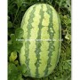 Hot Sale Hybrid Watermelon Seeds for Growing
