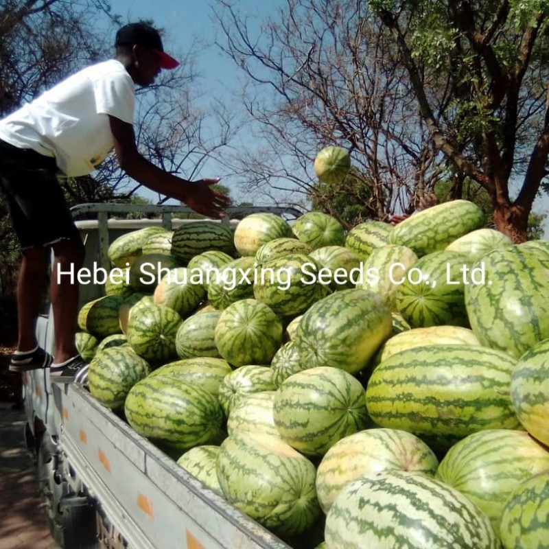 Hot Sale Hybrid Watermelon Seeds for Growing