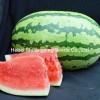 Hot Sale Hybrid Watermelon Seeds for Growing