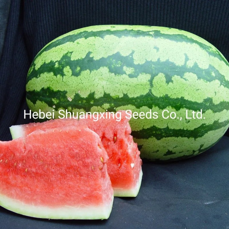 Hot Sale Hybrid Watermelon Seeds for Growing