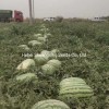 Hot Sale Hybrid Watermelon Seeds for Growing