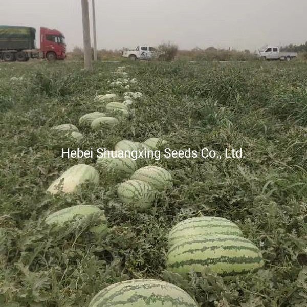 Hot Sale Hybrid Watermelon Seeds for Growing
