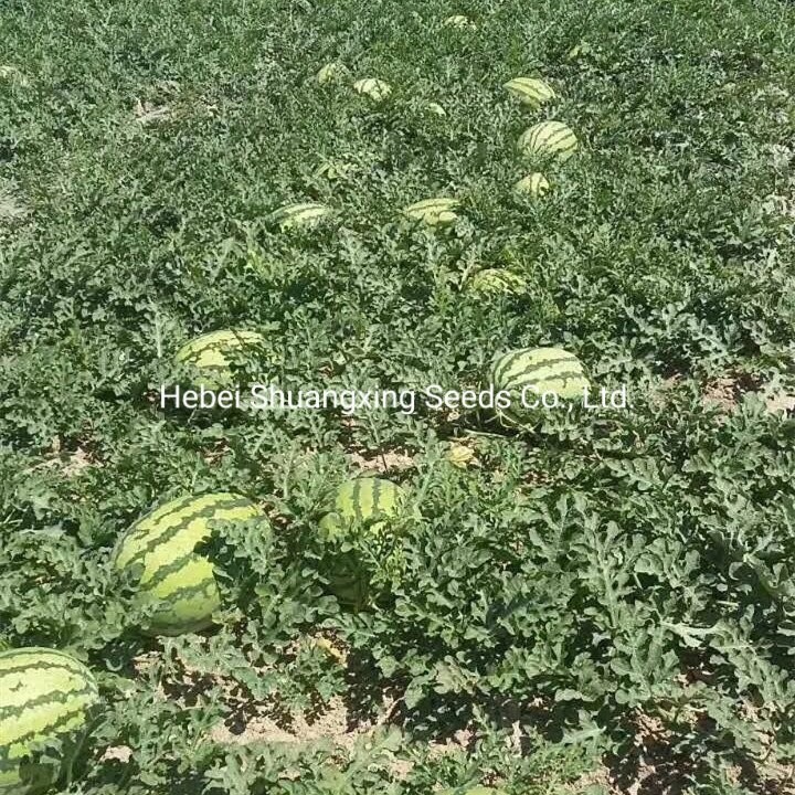 Hot Sale Hybrid Watermelon Seeds for Growing