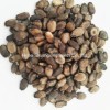 Hot Sale Hybrid Watermelon Seeds for Growing