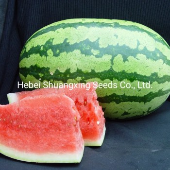 Hot Sale Hybrid Watermelon Seeds for Growing