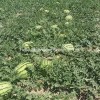 Hot Sale Hybrid Watermelon Seeds for Growing