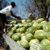 Hot Sale Hybrid Watermelon Seeds for Growing