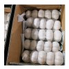 Garlic Price Per Ton From China Wholesale Price for Supermarket (Normal White Garlic & Pure White Garlic)