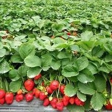 Fd Strawberry Dices Strawberry Whole