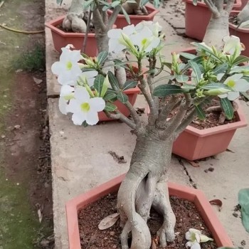 Popular Landscape Plants Adenium Obesum Desert Rose Potted Plants
