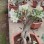 Popular Landscape Plants Adenium Obesum Desert Rose Potted Plants