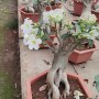 Popular Landscape Plants Adenium Obesum Desert Rose Potted Plants