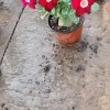 Popular Landscape Plants Adenium Obesum Desert Rose Potted Plants