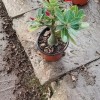 Popular Landscape Plants Adenium Obesum Desert Rose Potted Plants
