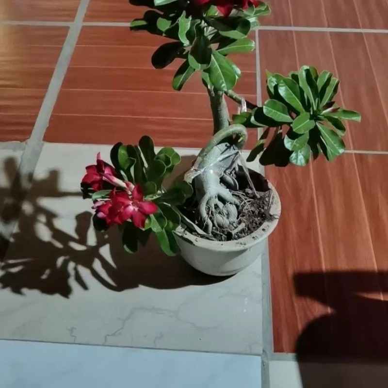 Popular Landscape Plants Adenium Obesum Desert Rose Potted Plants