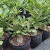Popular Landscape Plants Adenium Obesum Desert Rose Potted Plants