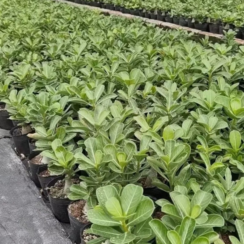Popular Landscape Plants Adenium Obesum Desert Rose Potted Plants