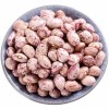 Xinjiang Best Quality Light Speckled Kidney Beans